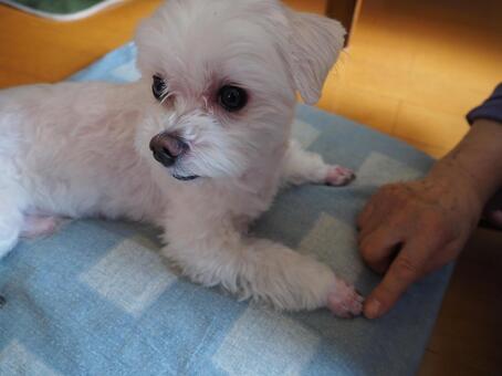 スッキリしたおててだね かわいい,癒し,動物の写真素材