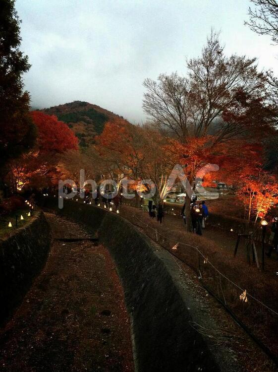富士河口湖紅葉まつり（もみじ回廊） 河口湖,秋,紅葉の写真素材