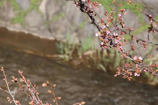 川沿いの桜 桜,川沿い,春の写真素材
