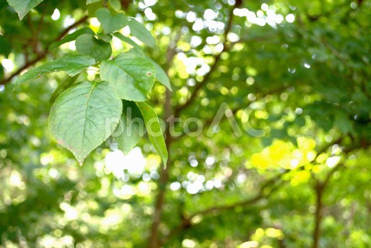 夏の森の木々の背景素材 木,リラックス,穏やかの写真素材