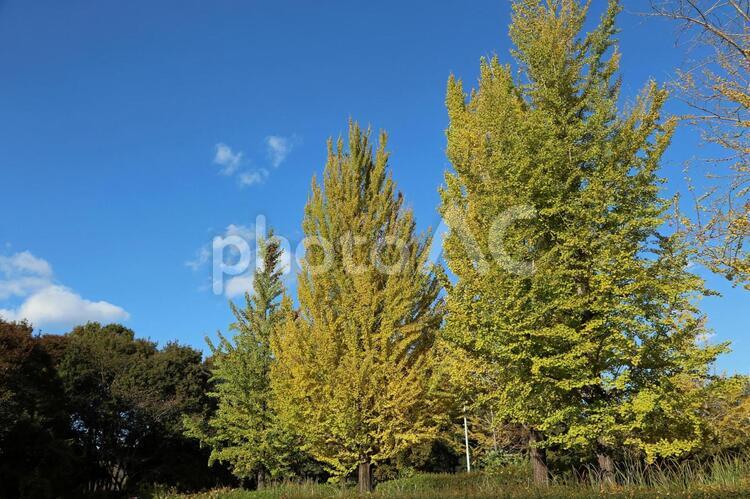 いちょう いちょう,紅葉,街路樹の写真素材