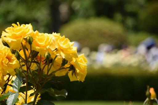 薔薇 薔薇の写真