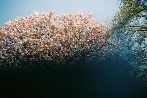 桜の下で 桜の下での写真