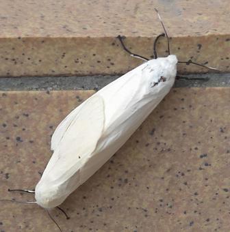 ヒトリガ　交尾の写真