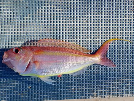 釣ったイトヨリ イトヨリ,イトヨリダイ,釣りの写真素材