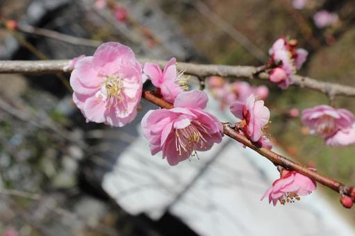 梅の花 梅の花の写真