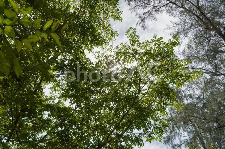 緑・光・太陽・木漏れ日1 緑,林,光の写真素材