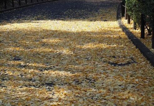 イチョウの絨毯 イチョウ,銀杏,落ち葉の写真素材