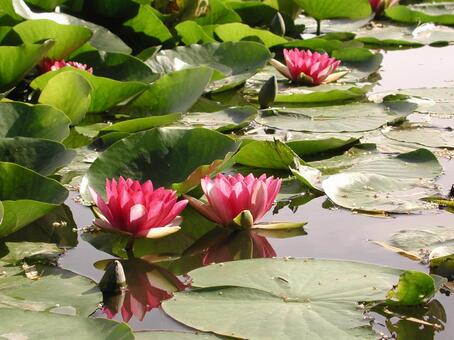 スイレン・睡蓮　咲く風景 水生植物,スイレン,自然の写真素材