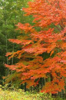 Burning autumn, JPG Burning autumn, autumn leaves, yellow leaves, red, JPG