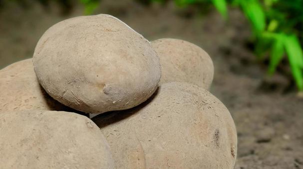 じゃがいも-30 じゃがいも,野菜,芋の写真素材