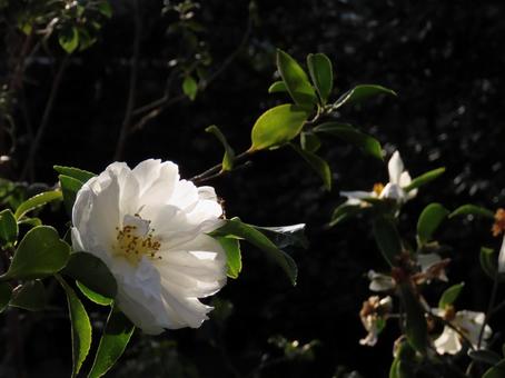 Camellia flower, JPG Camellia flower, JPG