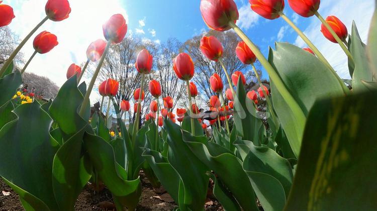 チューリップ花壇の地面から青空を見上げる チューリップ,畑,地面の写真素材