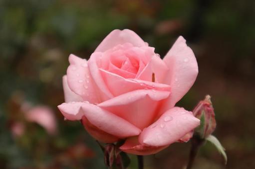 バラ園にてピンクの薔薇を撮りました 花,薔薇,自然の写真素材