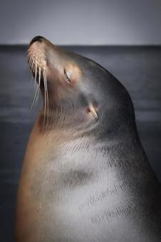 カリフォルニアアシカ カリフォルニアアシカ アシカ,哺乳類,カリフォルニアアシカの写真素材