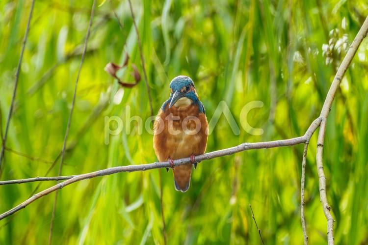 枝にとまるカワセミ カワセミ,野鳥,鳥の写真素材