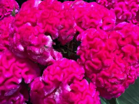 ケイトウ ケイトウ,花,アップの写真素材