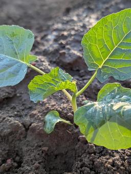 ブロッコリーの苗の定植 ブロッコリーの苗の定植 ブロッコリー,野菜,特定野菜の写真素材