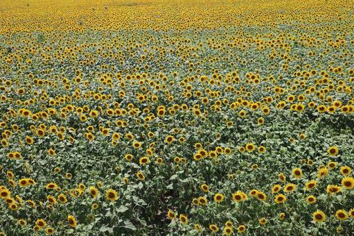 向日葵 その6 向日葵 その6の写真