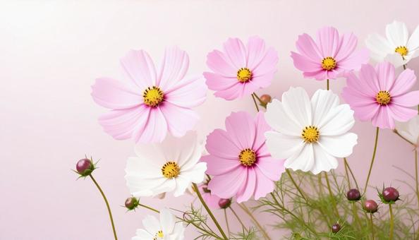 満開のコスモスの花_04 満開のコスモスの花_04の写真