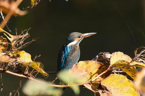 遠くを眺めるカワセミ 鳥,野鳥,カワセミの写真素材