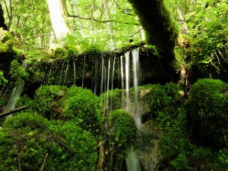 鳳凰三山のドンドコ沢登山道 鳳凰三山のドンドコ沢登山道の写真