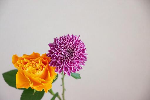 マムとばら オレンジ色,洋菊,ばらの写真素材