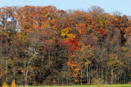 北海道の紅葉 紅葉,枯れ木,秋の写真素材