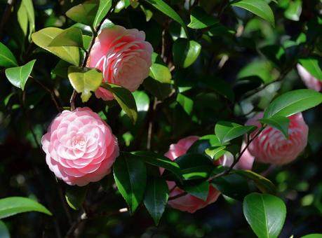 ピンクの花 ピンクの花の写真