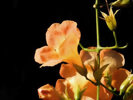 【花の写真】ノウゼンカズラ 【花の写真】ノウゼンカズラの写真