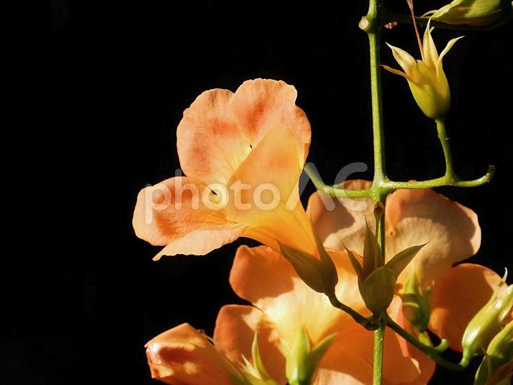 【花の写真】ノウゼンカズラ ノウゼンカズラ,凌霄花,ノウゼンカズラ科の写真素材