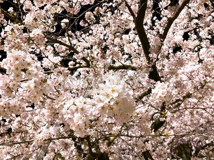 真鍋の夜桜 夜桜,真鍋小学校,茨城県の写真素材