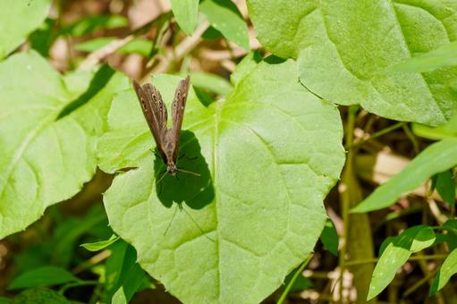 Photo, spring, butterfly, five-ring satyrs, 