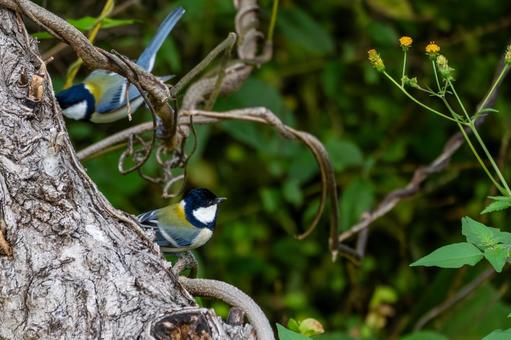 シジュウカラ(50) 野鳥,鳥,シジュウカラの写真素材