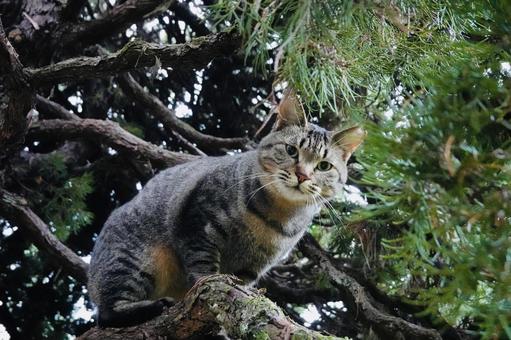 木の上で見つめるキジトラ猫 ネコ,保護猫,猫の写真素材