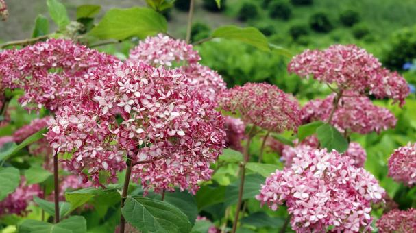 Hydrangea, JPG Hydrangea, JPG