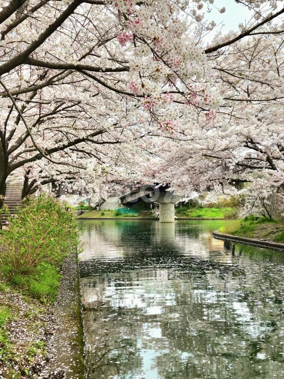 伏見宇治川派流の桜 桜,お花見,桜風景の写真素材