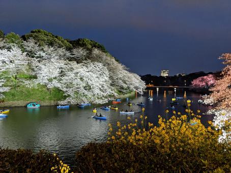 水面に映る夜桜とボート 夜桜,桜,ライトアップの写真素材