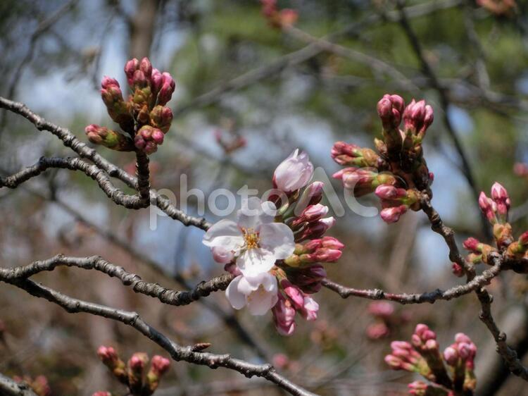 春はもうすぐ（桜） 桜,植物の写真素材