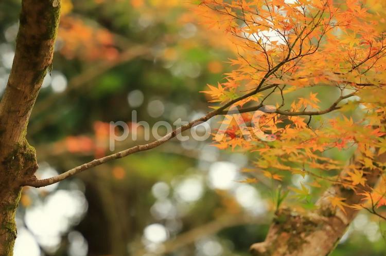 オレンジ色の秋の紅葉のある風景 秋,紅葉,モミジの写真素材