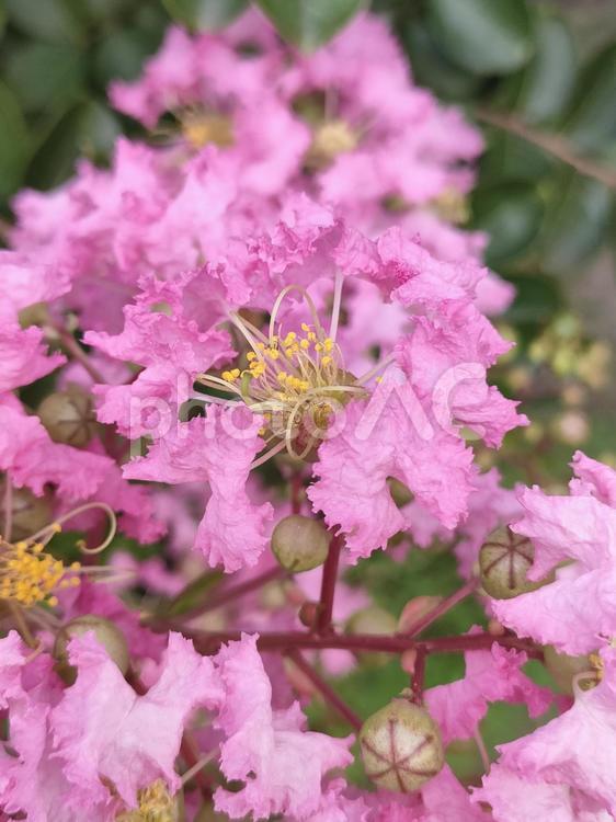 サルスベリ サルスベリ,百日紅,ピンクの花の写真素材
