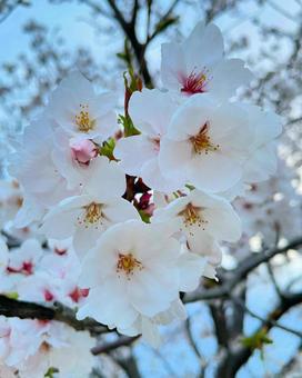 桜の写真