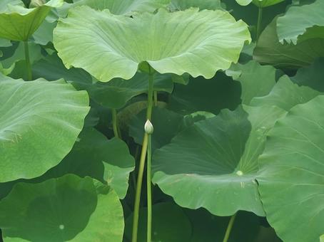 ハスの蕾 ハスの蕾の写真