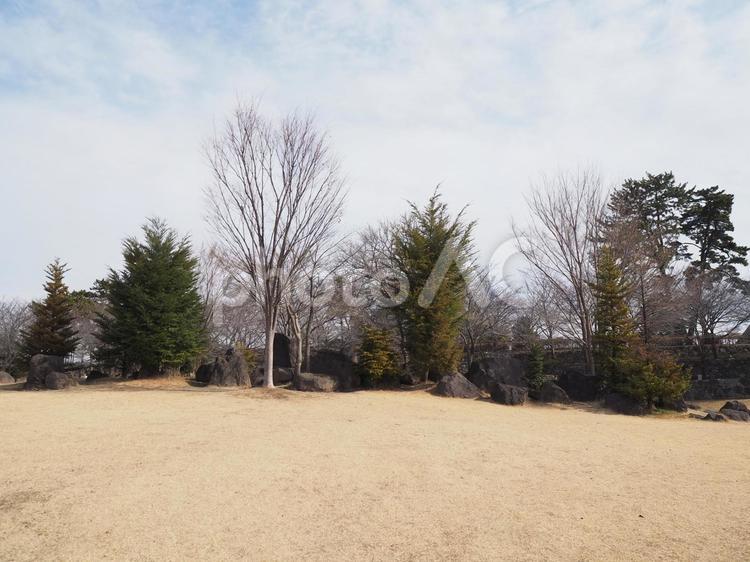 公園から見た木々たちと芝生 公園,木,芝生の写真素材
