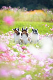 シェルティの写真