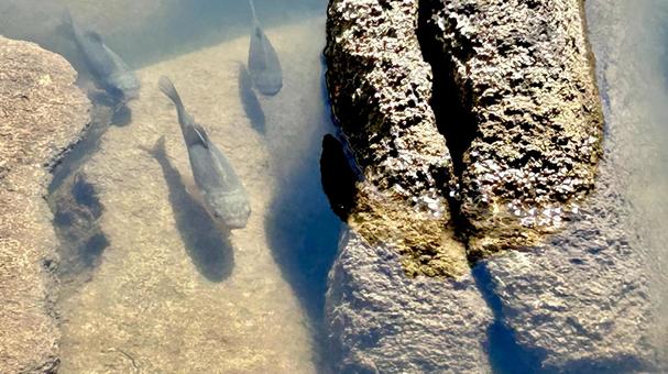 池の中を優雅に泳ぐ魚の群れ 池の中を優雅に泳ぐ魚の群れ 池,湖,水中の写真素材