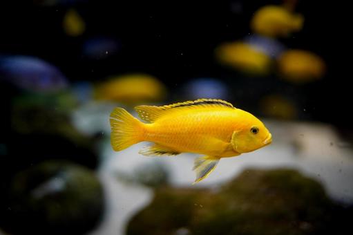 黄色い熱帯魚の肖像 熱帯魚,黄色,水槽の写真素材