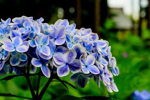 Hydrangea, JPG Hydrangea, JPG
