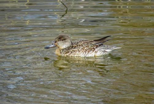 Photo, cogamo, duckling, wild bird, 