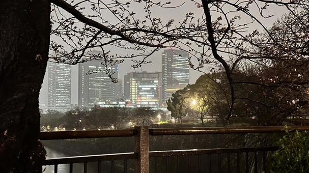 春の大阪の街並み 春の大阪の街並み 街並み,春,桜の写真素材